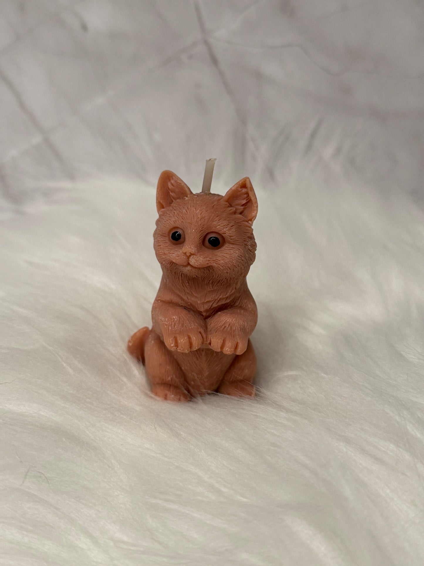 Katze