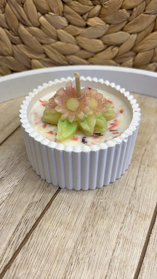 Kerzenblume im Gipsschale